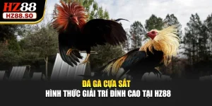 Đá Gà Cựa Sắt - Hình Thức Giải Trí Đỉnh Cao Tại HZ88