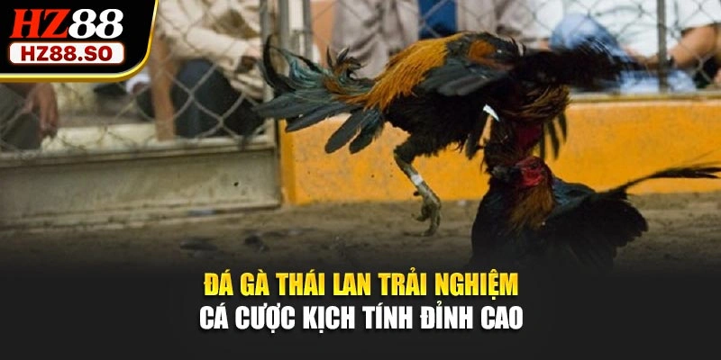Đá Gà Thái Lan – Trải Nghiệm Cá Cược Kịch Tính Đỉnh Cao