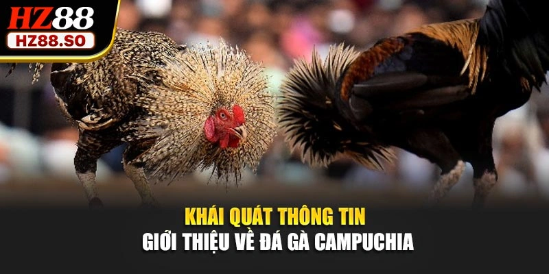Khái quát thông tin giới thiệu về đá gà Campuchia