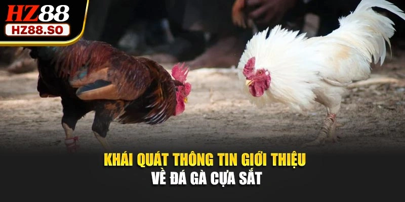 Khái quát thông tin giới thiệu về đá gà cựa sắt